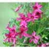 Lyngfloks Phlox Subulata 'Scarlet Flame' 10 Cm. Potte