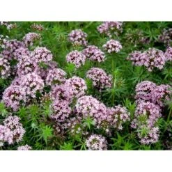 Rosenskovmærke Phuopsis Stylosa 10 Cm. Potte -Sirius Butik mi1678 phuopsis stylosa 00b3