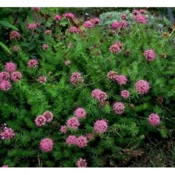 Rosenskovmærke Phuopsis Stylosa 10 Cm. Potte -Sirius Butik mi1678 phuopsis stylosa 1835