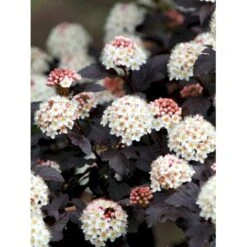 Blærespiræa 'Diabolo' Physocarphus Op. 'Diabolo' Solitær Busk 150-200 Cm. - Med Klump -Sirius Butik mi1688 physocarpus opulifolius diabolo r 0c5e