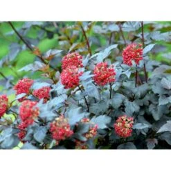 Blærespiræa 'Diabolo' Physocarphus Op. 'Diabolo' Solitær Busk 150-200 Cm. - Med Klump -Sirius Butik mi1688 physocarpus opulifolius diabolo r 7745