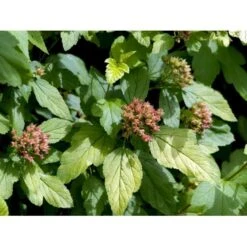 Blærespiræa 'Dart's Gold' Physocarpus Opulifolius 'Dart's Gold' Med Klump,- 100-120 Cm.