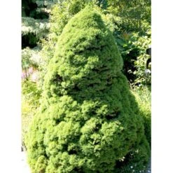 Hvidgran Picea Glauca Potte 3,0 Liter,- 40-60 Cm. -Sirius Butik mi1703 picea abies glauca ea8a