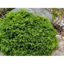 Dværg Rødgran 'Little Gem' Picea Abies 'Little Gem' Potte 2,0 Liter,- 15-20 Cm. -Sirius Butik mi1716 picea abies little gem a1a2