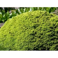 Dværg Rødgran 'Little Gem' Picea Abies 'Little Gem' Potte 2,0 Liter,- 15-20 Cm. -Sirius Butik mi1716 picea abies little gem ee0f