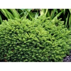 Dværg Rødgran 'Little Gem' Picea Abies 'Little Gem' Potte 2,0 Liter,- 15-20 Cm. -Sirius Butik mi1716 picea abies little gem f52a