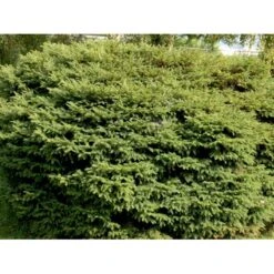 Fugleredegran 'Nidiformis' Picea Abies 'Nidiformis' (dværgform) Potte 3,0 Liter,- 30-40 Cm. -Sirius Butik mi1717 picea abies nidiformis 775f