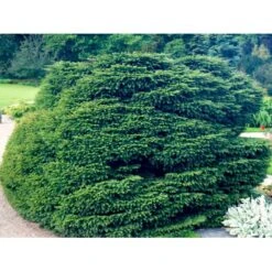 Fugleredegran 'Nidiformis' Picea Abies 'Nidiformis' (dværgform) Potte 3,0 Liter,- 30-40 Cm. -Sirius Butik mi1717 picea abies nidiformis c953