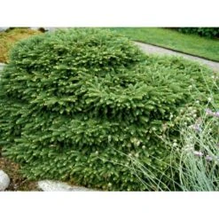 Fugleredegran 'Nidiformis' Picea Abies 'Nidiformis' (dværgform) Potte 3,0 Liter,- 30-40 Cm. -Sirius Butik mi1717 picea abies nidiformis ed10