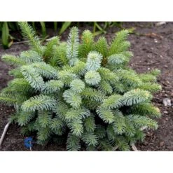 Dværg Hvidgran 'Blue Planet' Picea Glauca 'Blue Planet' Potte 2,0 Liter,- 10-20 Cm. -Sirius Butik mi1733 picea glauca blue planet d380