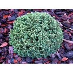 Dværg Hvidgran 'Blue Planet' Picea Glauca 'Blue Planet' Potte 2,0 Liter,- 10-20 Cm. -Sirius Butik mi1733 picea glauca blue planet d6a4