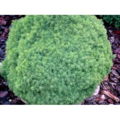 Hvidgran 'Alberta Globe' Picea Glauca 'Alberta Globe' (dværgform) Potte 3,0 Liter,- 20-25 Cm. -Sirius Butik mi1741 picea glauca alberta globe 20c8