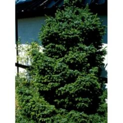 Omorikagran 'Nana' Picea Omorika 'Nana' (dværgform) Potte 20 Liter,- 40-50 Cm. -Sirius Butik mi1753 picea omorika nana da9e
