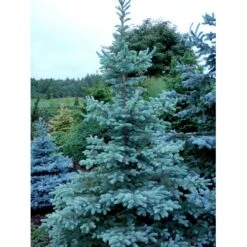 Blågran 'Fat Albert' Picea Pungens 'Fat Albert' Potte 12 Liter,- 60-80 Cm. -Sirius Butik mi1767 picea pungens fat albert 64db