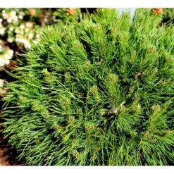 Bjergfyr 'Varella' Pinus Mugo 'Varella'(dværgform) Potte 2,0 Liter,- 25-30 Cm. -Sirius Butik mi1808 pinus mugo varella d4ba