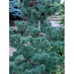Penselfyr 'Glauca' Pinus Parviflora 'Glauca' Potte 3,0 Liter,- 40-60 Cm. 12 Penselfyr 'Glauca' Pinus Parviflora 'Glauca' Potte 3,0 Liter,- 40-60 Cm. -Sirius Butik mi1821 pinus parviflora glauca 028d