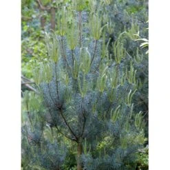 Skovfyr Pinus Sylvestris Med Klump,- 150-175 Cm. 10 Skovfyr Pinus Sylvestris Med Klump,- 150-175 Cm. -Sirius Butik mi1835 pinus sylvestris 8cc2