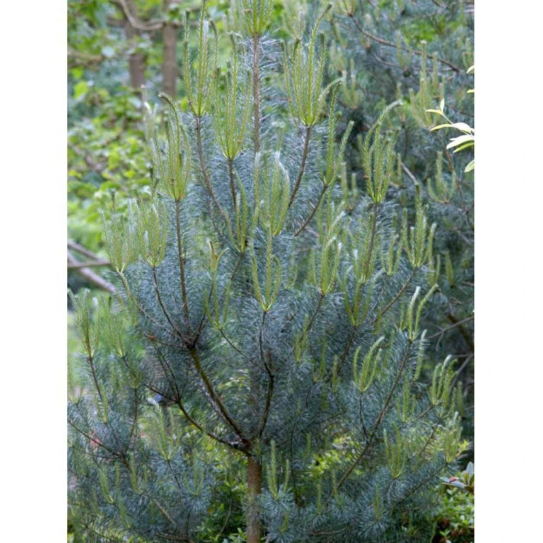 Skovfyr Pinus Sylvestris Med Klump,- 150-175 Cm. 5 Skovfyr Pinus Sylvestris Med Klump,- 150-175 Cm. - Billede 5