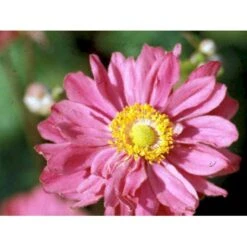 Høstanemone 'Pamina' Anemone Japonica 'Pamina' 1 Liter Potte -Sirius Butik mi183 anemone x hybrida pamina 8cda