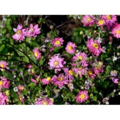 Høstanemone 'Pamina' Anemone Japonica 'Pamina' 1 Liter Potte -Sirius Butik mi183 anemone x hybrida pamina 9442