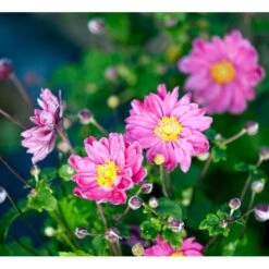 Høstanemone 'Pamina' Anemone Japonica 'Pamina' 1 Liter Potte -Sirius Butik mi183 anemone x hybrida pamina a8a9