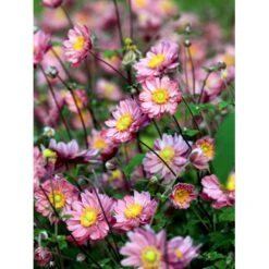 Høstanemone 'Pamina' Anemone Japonica 'Pamina' 1 Liter Potte -Sirius Butik mi183 anemone x hybrida pamina bffb