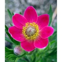 Anemone 'Rubra' Anemone Multifida 'Rubra' 1 Liter Potte -Sirius Butik mi184 anemone multifida rubra 2aa2