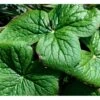 Fodblad Podophyllum Hexandrum 1 Liter Potte