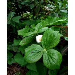 Fodblad Podophyllum Hexandrum 1 Liter Potte -Sirius Butik mi1853 podophyllum hexandrum a9a0