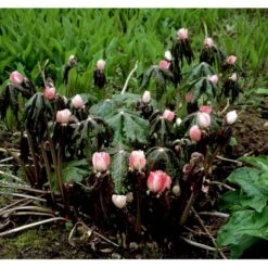 Fodblad Podophyllum Hexandrum 1 Liter Potte -Sirius Butik mi1853 podophyllum hexandrum b0e2