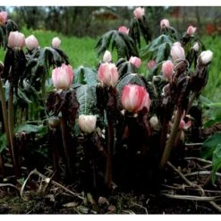 Fodblad Podophyllum Hexandrum 1 Liter Potte -Sirius Butik mi1853 podophyllum hexandrum bdbd