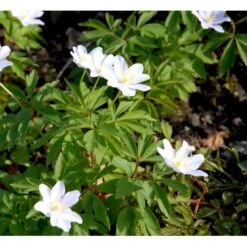 Skovanemone Anemone Nemorosa 10 Cm. Potte