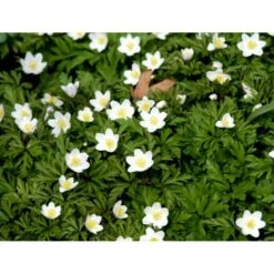 Skovanemone Anemone Nemorosa 10 Cm. Potte -Sirius Butik mi185 anemone nemorosa deac