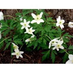 Skovanemone Anemone Nemorosa 10 Cm. Potte -Sirius Butik mi185 anemone nemorosa fd6f