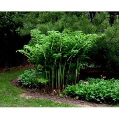 Storkonval Polygonatum Multiflorum 1 Liter Potte -Sirius Butik mi1864 polygonatum multiflorum 0841