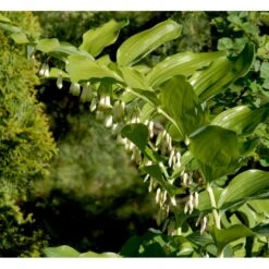 Storkonval Polygonatum Multiflorum 1 Liter Potte -Sirius Butik mi1864 polygonatum multiflorum 485e