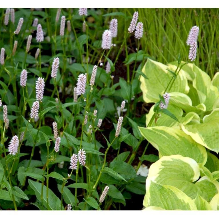 Slangeurt 'Superba' Persicaria Bistorta 'Superba' 1 Liter Potte 6 Slangeurt 'Superba' Persicaria Bistorta 'Superba' 1 Liter Potte - Billede 6