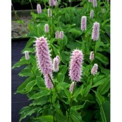 Slangeurt 'Superba' Persicaria Bistorta 'Superba' 1 Liter Potte 9 Slangeurt 'Superba' Persicaria Bistorta 'Superba' 1 Liter Potte -Sirius Butik mi1869 persicaria bistorta superba 6d93