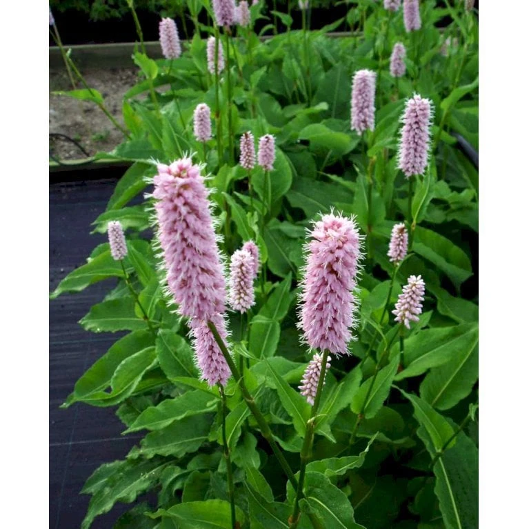 Slangeurt 'Superba' Persicaria Bistorta 'Superba' 1 Liter Potte 3 Slangeurt 'Superba' Persicaria Bistorta 'Superba' 1 Liter Potte - Billede 3