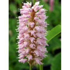 Slangeurt 'Superba' Persicaria Bistorta 'Superba' 1 Liter Potte