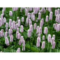 Slangeurt 'Superba' Persicaria Bistorta 'Superba' 1 Liter Potte 13 Slangeurt 'Superba' Persicaria Bistorta 'Superba' 1 Liter Potte -Sirius Butik mi1869 persicaria bistorta superba 9902