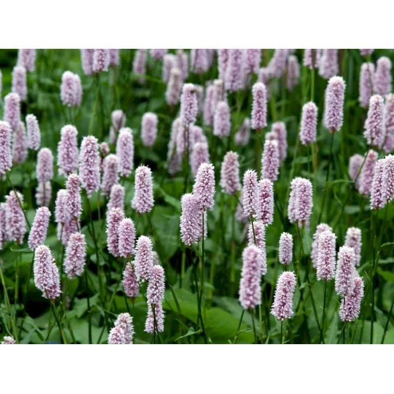 Slangeurt 'Superba' Persicaria Bistorta 'Superba' 1 Liter Potte 7 Slangeurt 'Superba' Persicaria Bistorta 'Superba' 1 Liter Potte - Billede 7