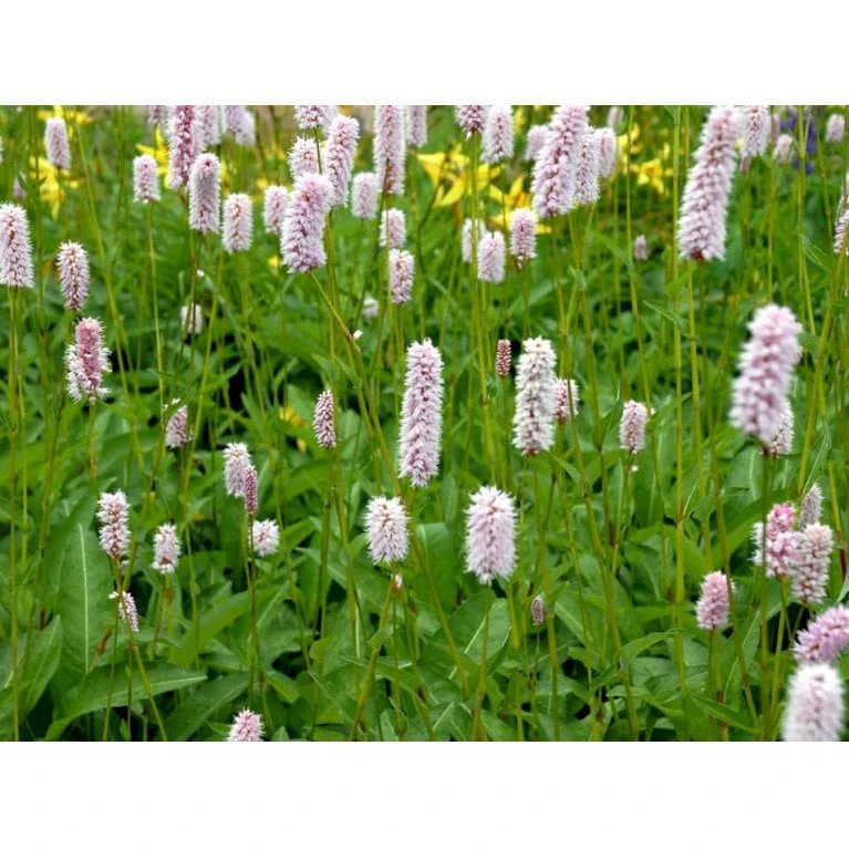 Slangeurt 'Superba' Persicaria Bistorta 'Superba' 1 Liter Potte 5 Slangeurt 'Superba' Persicaria Bistorta 'Superba' 1 Liter Potte - Billede 5