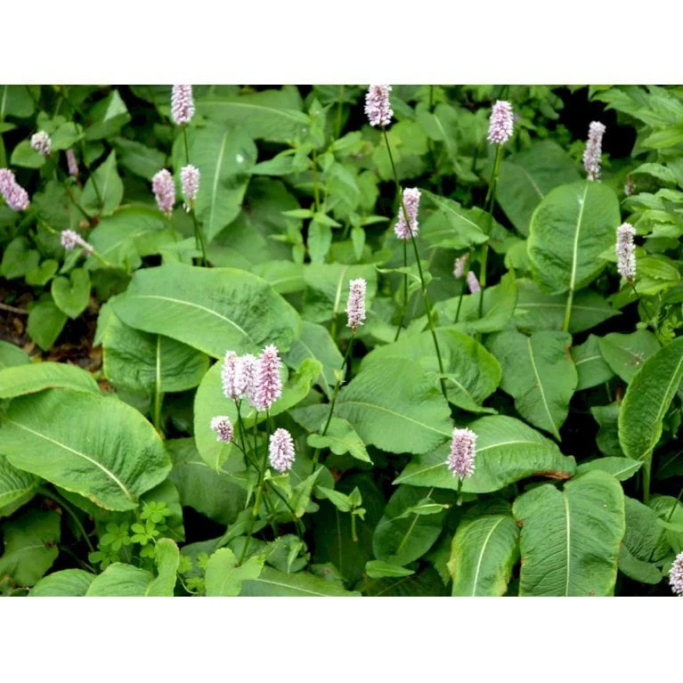 Slangeurt 'Superba' Persicaria Bistorta 'Superba' 1 Liter Potte 4 Slangeurt 'Superba' Persicaria Bistorta 'Superba' 1 Liter Potte - Billede 4