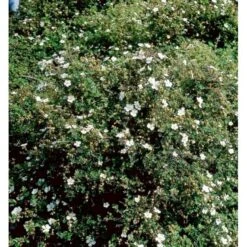 Buskpotentil 'Abbotswood' Potentilla Fruticosa 'Abbotswood' Potte 2,0 Liter,- 25-30 Cm. -Sirius Butik mi1897 potentilla fruticosa abbotswood 8756