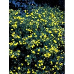 Buskpotentil 'Goldfinger' Potentilla Fruticosa 'Goldfinger' Potte 2,0 Liter,- 25-30 Cm. -Sirius Butik mi1899 potentilla fruticosa goldfinger 1622