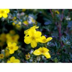Buskpotentil 'Goldfinger' Potentilla Fruticosa 'Goldfinger' Potte 2,0 Liter,- 25-30 Cm. -Sirius Butik mi1899 potentilla fruticosa goldfinger 5e47