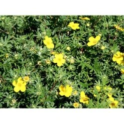 Buskpotentil 'Goldfinger' Potentilla Fruticosa 'Goldfinger' Potte 2,0 Liter,- 25-30 Cm. -Sirius Butik mi1899 potentilla fruticosa goldfinger 6234