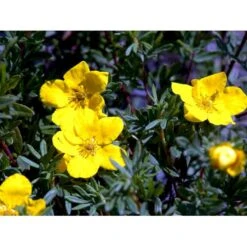 Buskpotentil 'Goldfinger' Potentilla Fruticosa 'Goldfinger' Potte 2,0 Liter,- 25-30 Cm. -Sirius Butik mi1899 potentilla fruticosa goldfinger a3d7