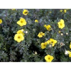Buskpotentil 'Kobold' Potentilla Fruticosa 'Kobold' Potte 2,0 Liter,- 25-30 Cm. -Sirius Butik mi1901 potentilla fruticosa kobold 4241